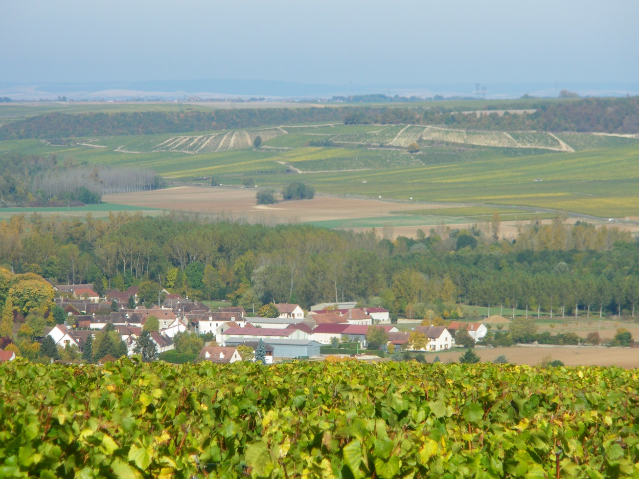 דומיין פורי